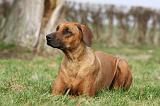 RODESIAN RIDGEBACK 097